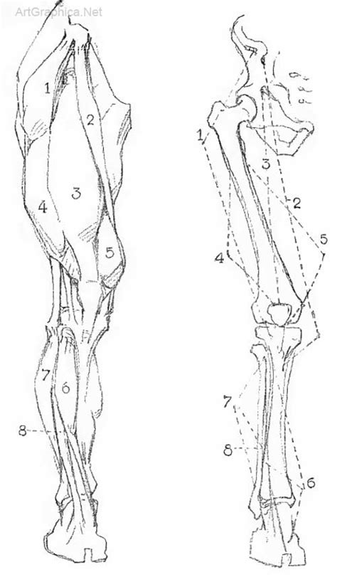 Leg Anatomy Drawing At Getdrawings Free Download