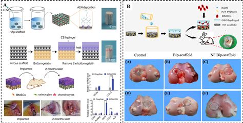 Biomimetic Smart Materials For Osteochondral Regeneration And Repair