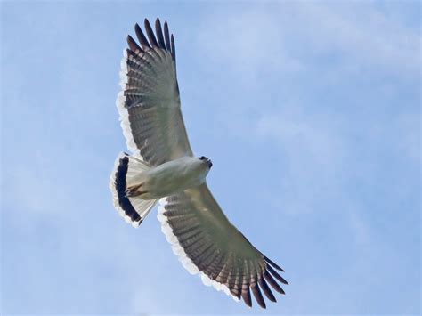 White Hawk Ebird