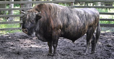 Beefalo - A-Z Animals