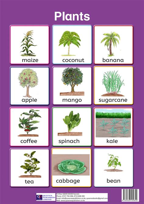 The Horticultural Chart Of Houseplants In 2020 Common