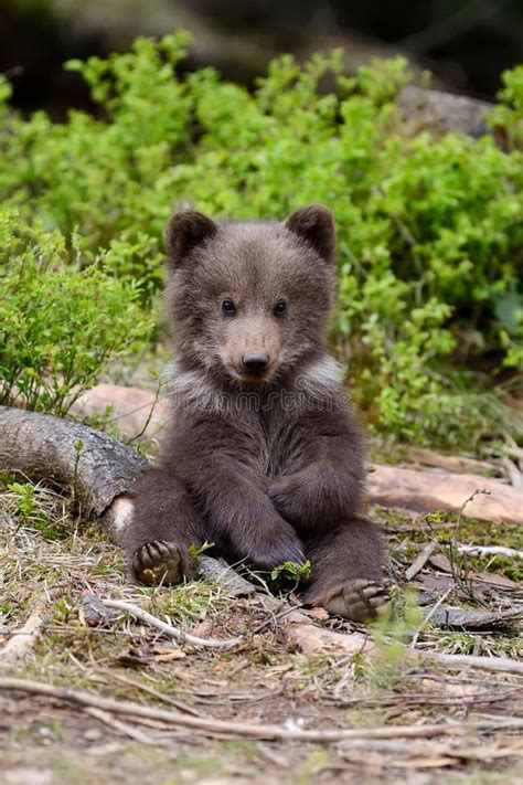 Brown bear cub stock photo. Image of taiga, evening - 101407398