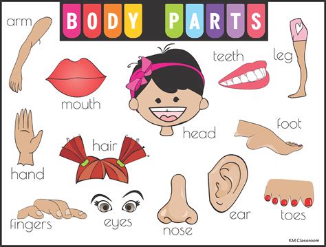 Body Part Flashcards Printable