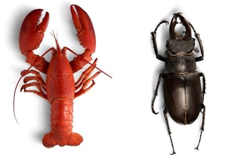 Are Crustaceans Insects Are Crabs And Lobsters Bugs Outlife Expert