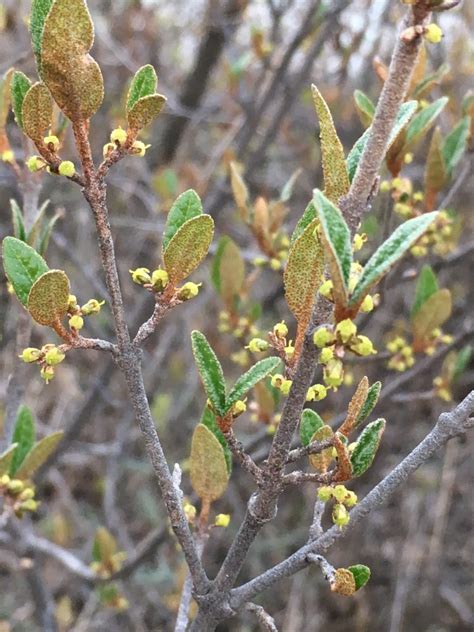 Canada Buffaloberry Awes Agroforestry And Woodlot Extension Society