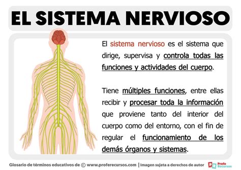 Qu Es El Sistema Nervioso