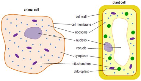 Biology B2 Biology Science Classroom Gcse Revision