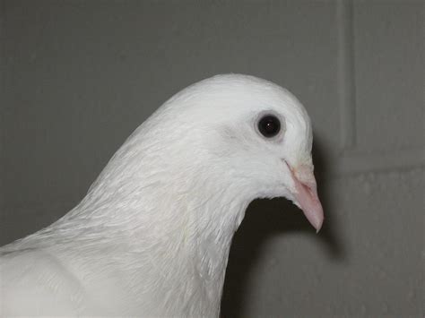 Filewhite Pigeon Bird 59 Profile Wikimedia Commons