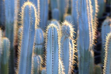 Types Of Cactus Details Photos Labelled And Varieties Debra Lee