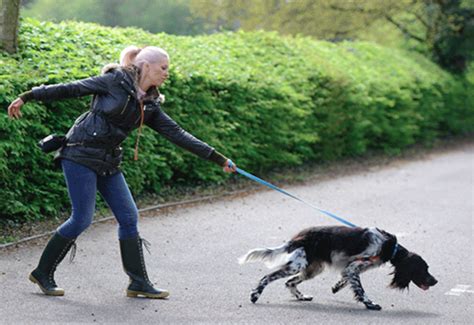 How To Stop A Dog From Pulling Dog Savvy