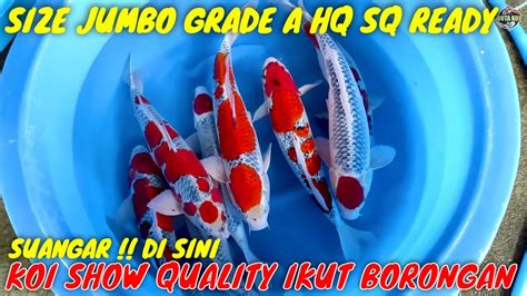 NGERI KOI JUMBO SHOW QUALITY IKUT BORANGAN DI SINI SHOWA SANKE SHIRO