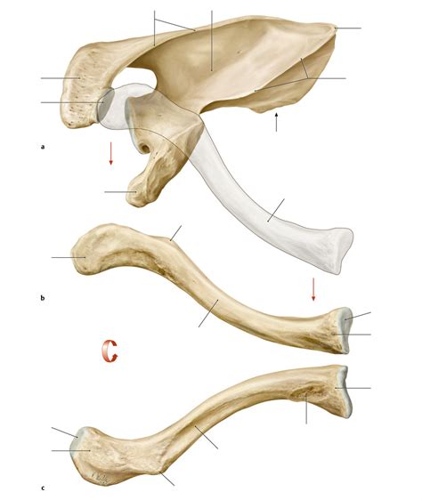 Knochen des Schultergürtels Diagram Quizlet