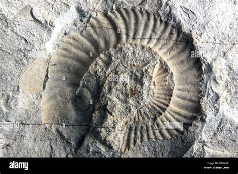 Fossils Limestone Stockfotos und -bilder Kaufen - Alamy