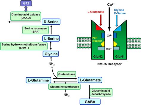 Synthetic And Metabolic Pathway Of Amino Acids And Nmda Receptor