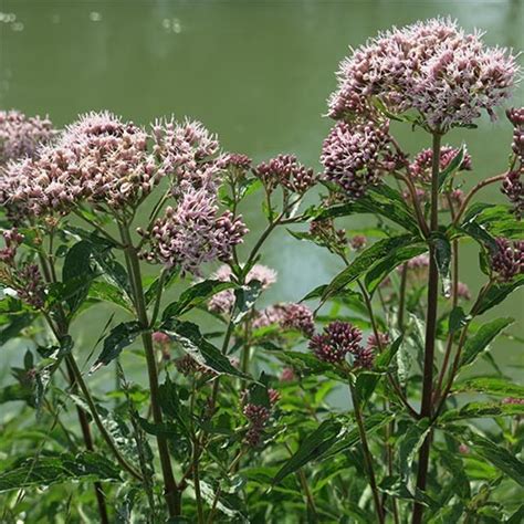 Валеріана Officinalis купити в Києві, Харкові, Дніпропетровську, Одесі ...
