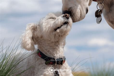 Infección de orina en perros causas síntomas y tratamiento