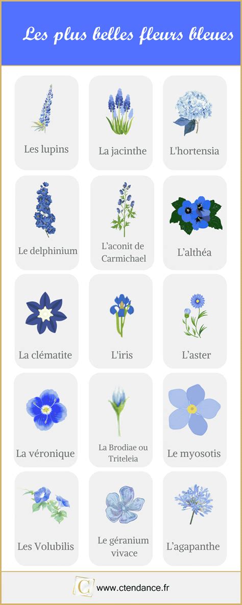 30 fleurs bleues la liste complète des plus belles