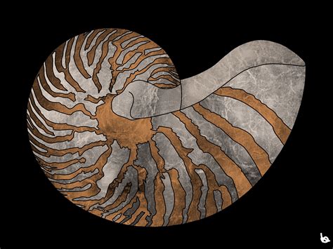 Nautilus Shell Line Drawing Illustration Drawings