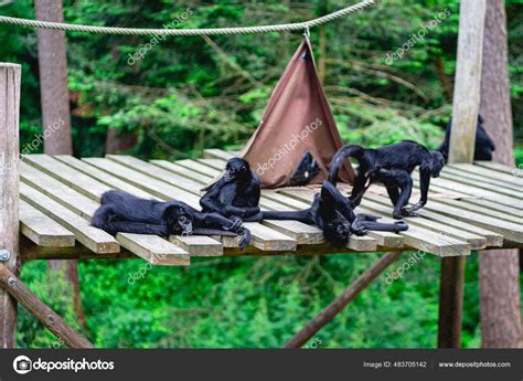 Monkeys Monkey Park Apenheul Netherlands Stock Photo By ©sonnyvermeer91