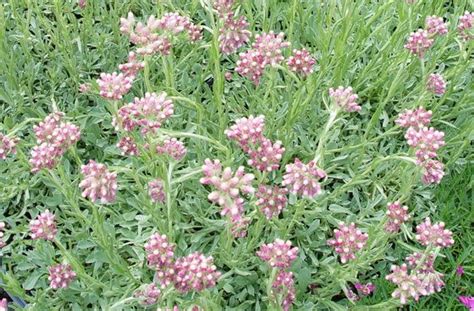 Antennaria Dioica Rubra Pink Pussytoes Great Slow Growing Rock Garden