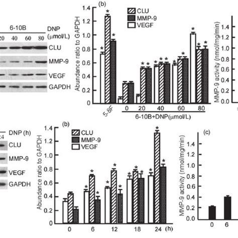 Dnp Induces Expressions Of Clu Mmp And Vegf A Structure Of Dnp An