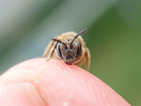 EntomoDaily On Twitter RT BeesOfIreland You Show Us A Teeny Tiny