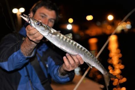 Pêche au leurre en bord de mer en Corse bien pêcher les ports