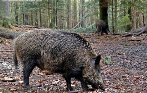 Allarme Cinghiali Nelle Campagne La Protesta Di Coldiretti Monti