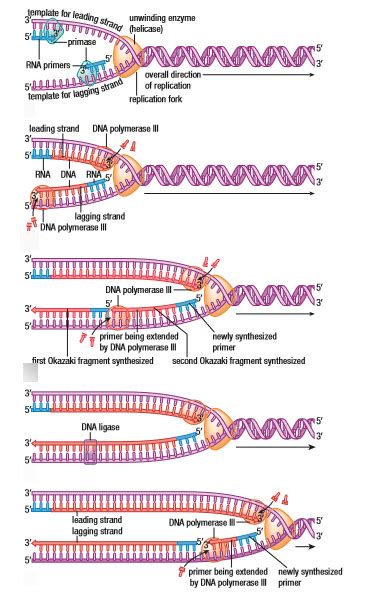 DNA Replication And Repair From Nelson Biology 12 Diagram Quizlet