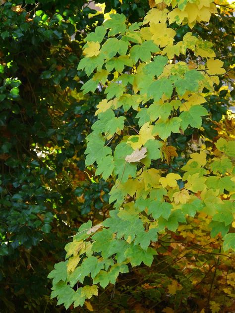 Sycamore Leaves Autumn Color Free Photo On Pixabay