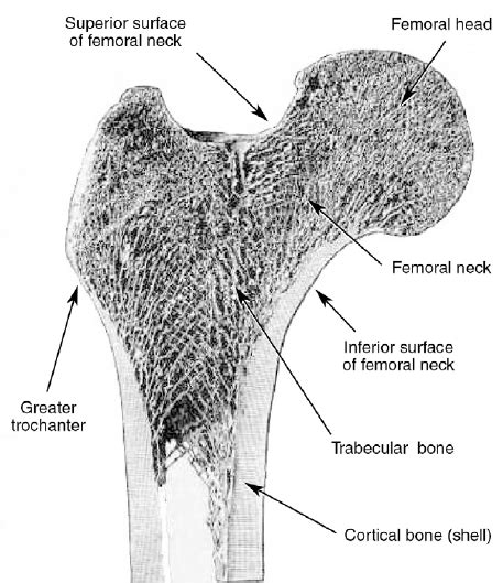 Femur Neck Anatomy