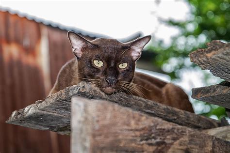 15 Large Eared Domestic Cats Cat Breeds With Big Ears With Photos