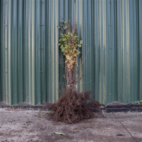 Bare Root Hedge Plants Scotplants Direct UK