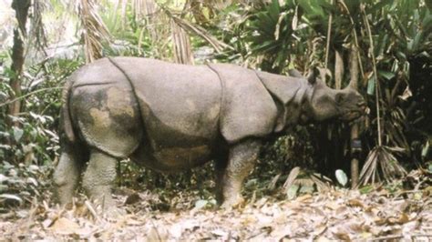 El Zoo De Córdoba Prepara La Llegada De Dos Rinocerontes Asiáticos