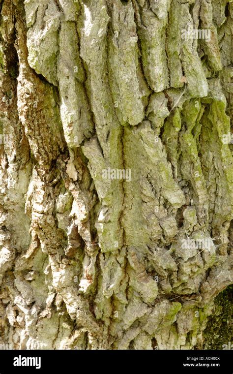 English Oak tree bark (Quercus robur Stock Photo - Alamy