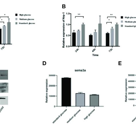 The Mrna Expression Of Sema3a A And Nrp 1 B Of Mc3t3 Cultured In