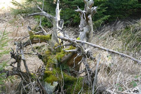 Fotos Gratis Naturaleza Bosque Desierto Planta Flor Musgo Fauna