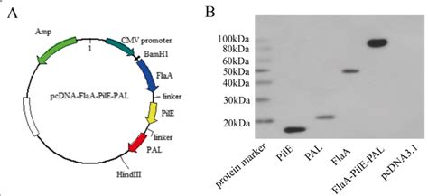 Construction Of Recombinant Expression Vector And Verification Of