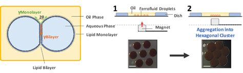 Figure From Reconfiguring Droplet Interface Bilayer Networks Through