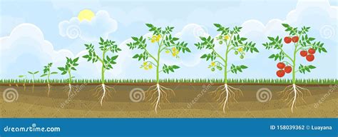 Ciclo Di Vita Della Pianta Di Pomodoro Illustrazione Vettoriale