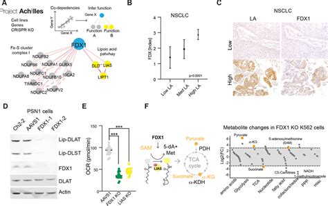 Fdx Is An Upstream Regulator Of Protein Lipoylation A Correlation