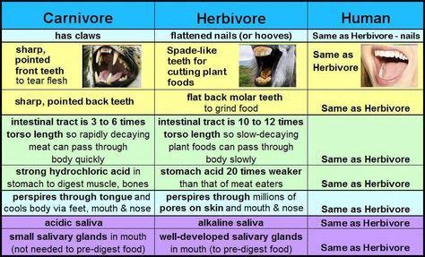 Smaller carnivore vs. herbivore vs. human chart | Carnivore teeth ...