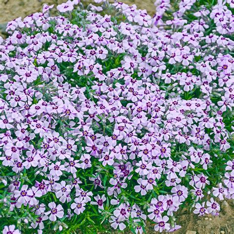 Carpet Phlox Colors - Carpet Vidalondon