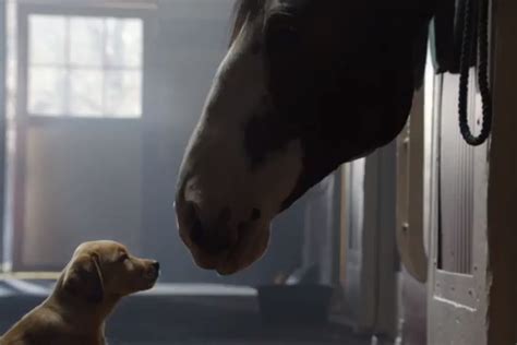 Budweiser Going Emotional with Clydesdale and Puppy Super Bowl ...