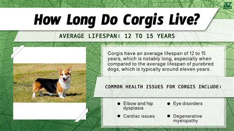 Corgi Lifespan: How Long Do Corgis Live? - A-Z Animals