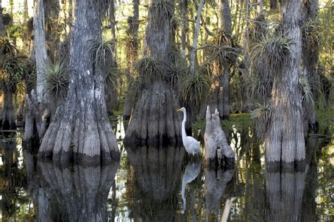 Plants in the Everglades | Everglades Adventure | Everglades Tours ...