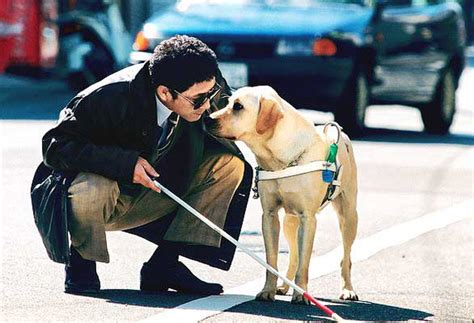 INVIDENTES Orientación y movilidad Fundación ONCE de perros guía La