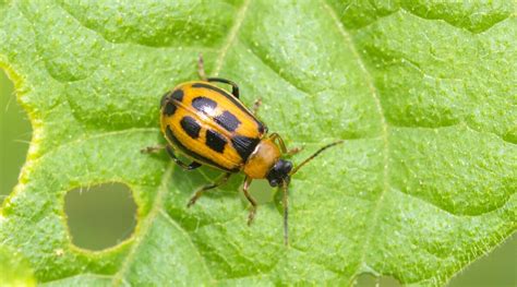 Bean Leaf Beetle Problems Heres How To Handle Them