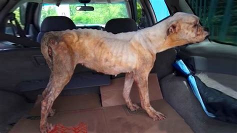 Skinny Pitbull Starving Abandoned Under Bridge Amazing Recovering After