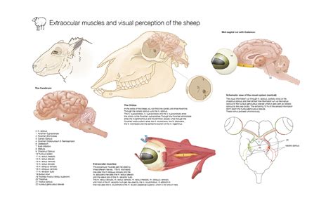 Extraocular muscles and visual perception of the sheep on Behance